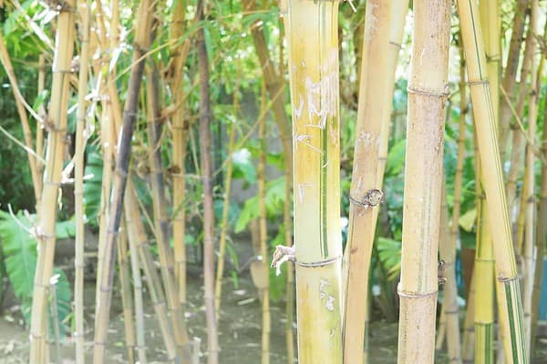 bamboo-garden