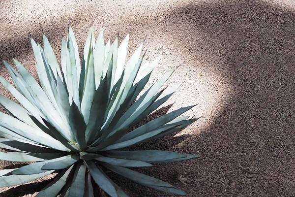 majorelle-cactus