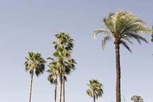 palm-trees