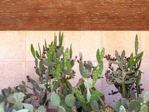 ysl museum cactus