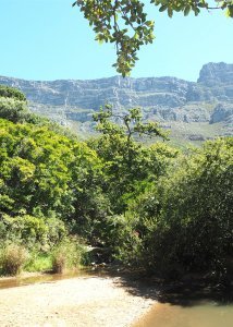 cedeberg greenery