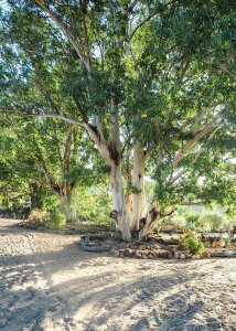 cederberg trees