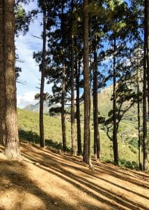 lions head forrest