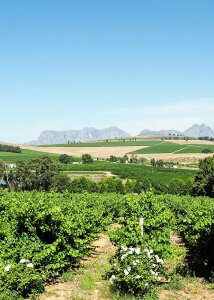 south african winelands
