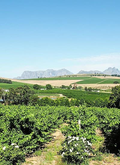 south african winelands