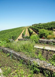 tokara vineyards