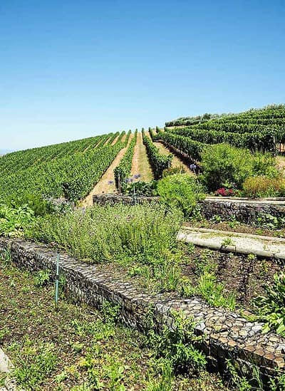 tokara vineyards