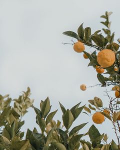 cropped image of lemons in the summer