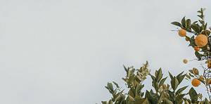 A lemon tree with a blue sky behind it