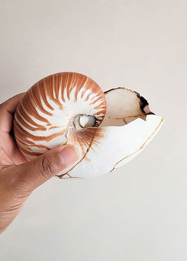 Kintsugi Shells Kintsugi Repair of a Nautilus Shell | We Are Nomads